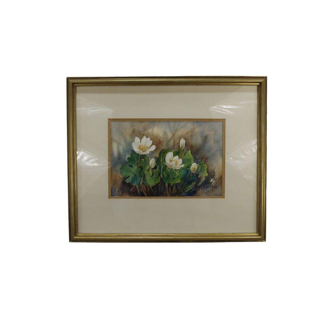 water colour painting of bloodroot flowers